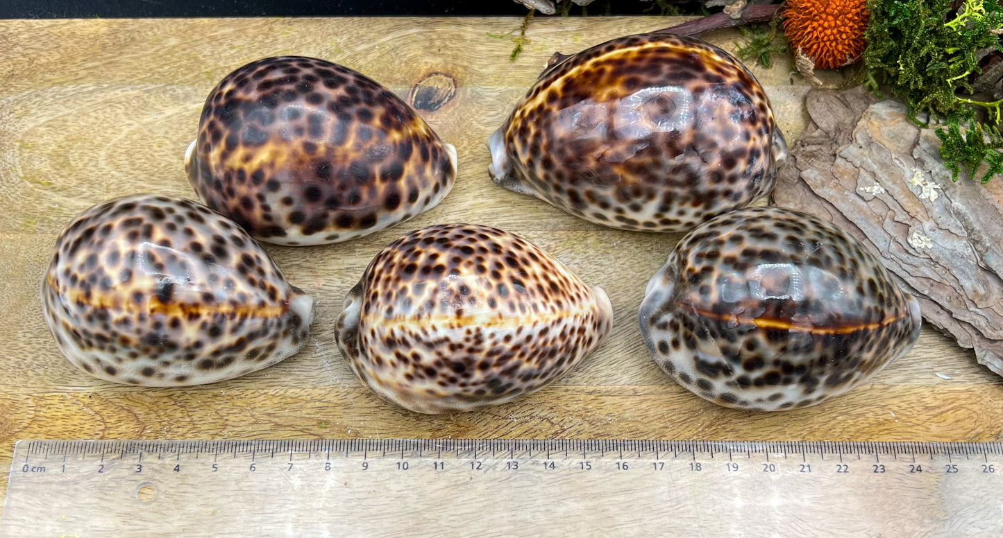 Cypraea Tigris, Tigermuschel, Kauri