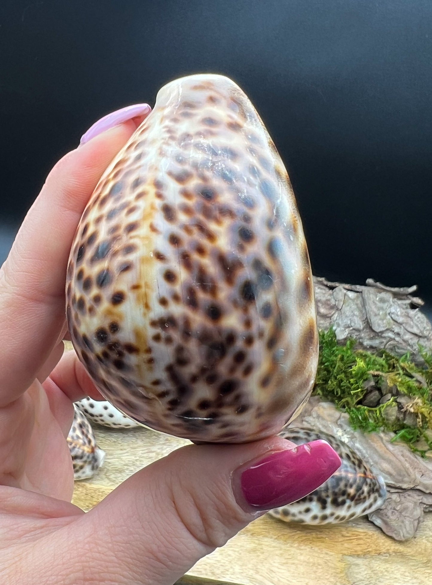 Cypraea Tigris, Tigermuschel, Kauri