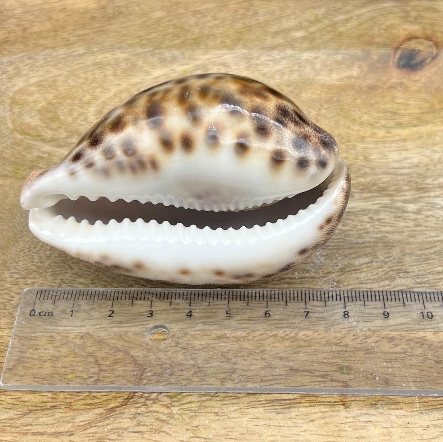 Cypraea Tigris, Tigermuschel, Kauri