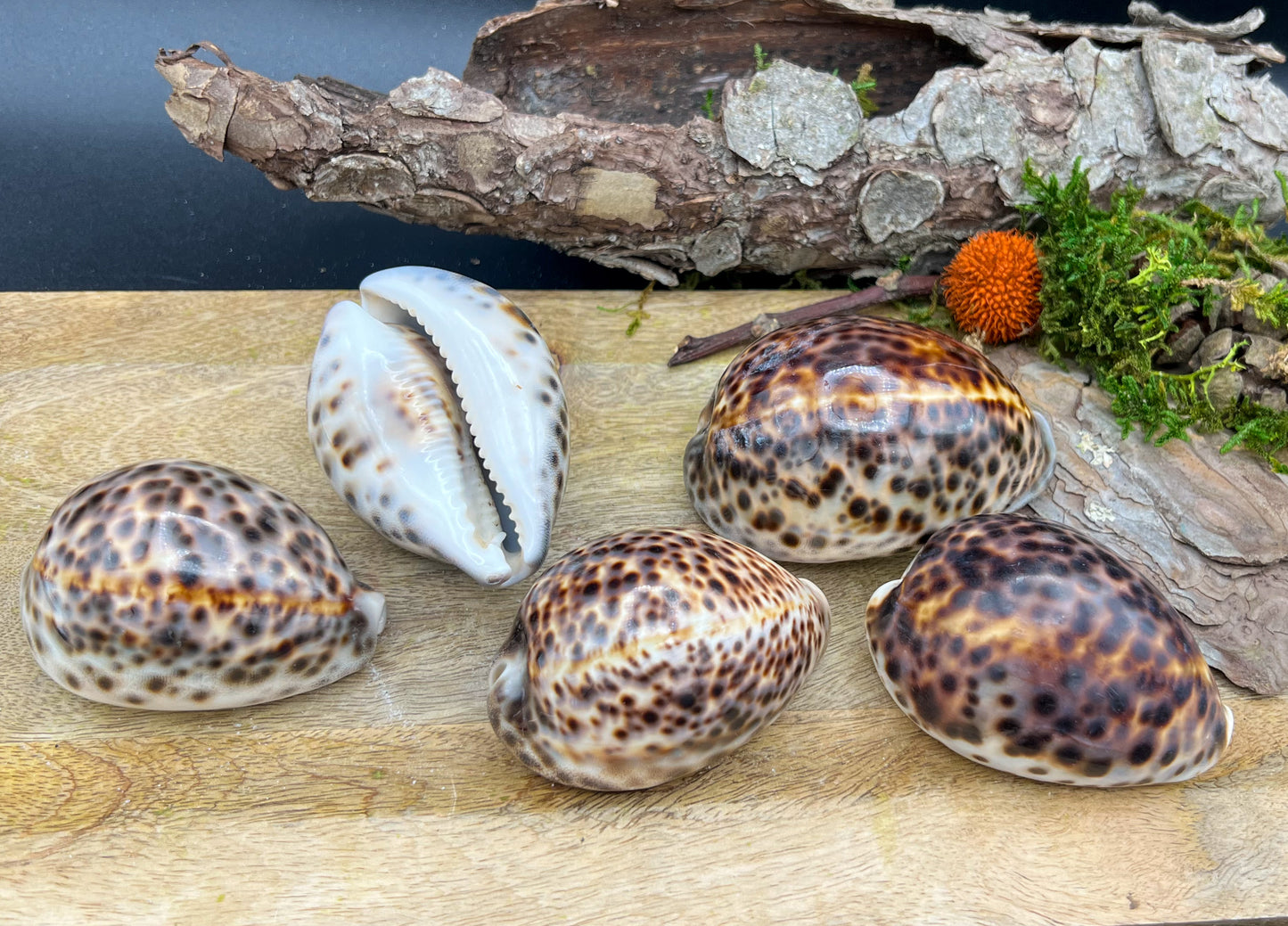 Cypraea Tigris, Tigermuschel, Kauri