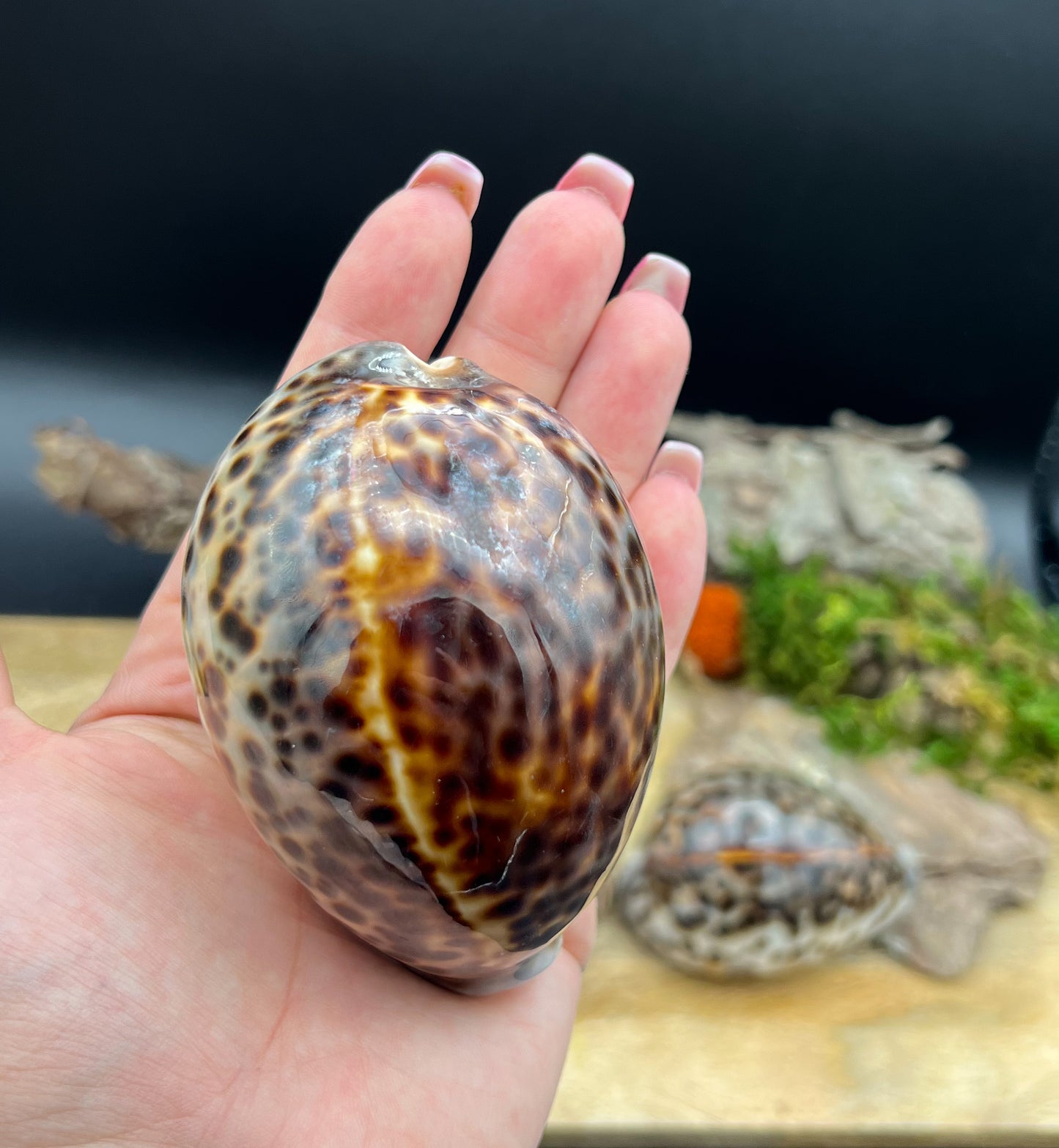 Cypraea Tigris, Tigermuschel, Kauri