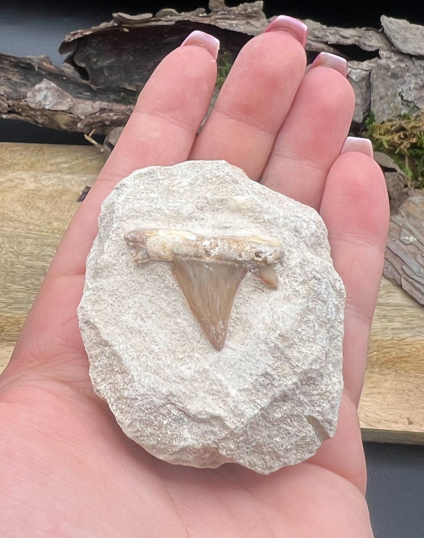 Haifischzahn auf Sandstein, Fossil, Haizahn