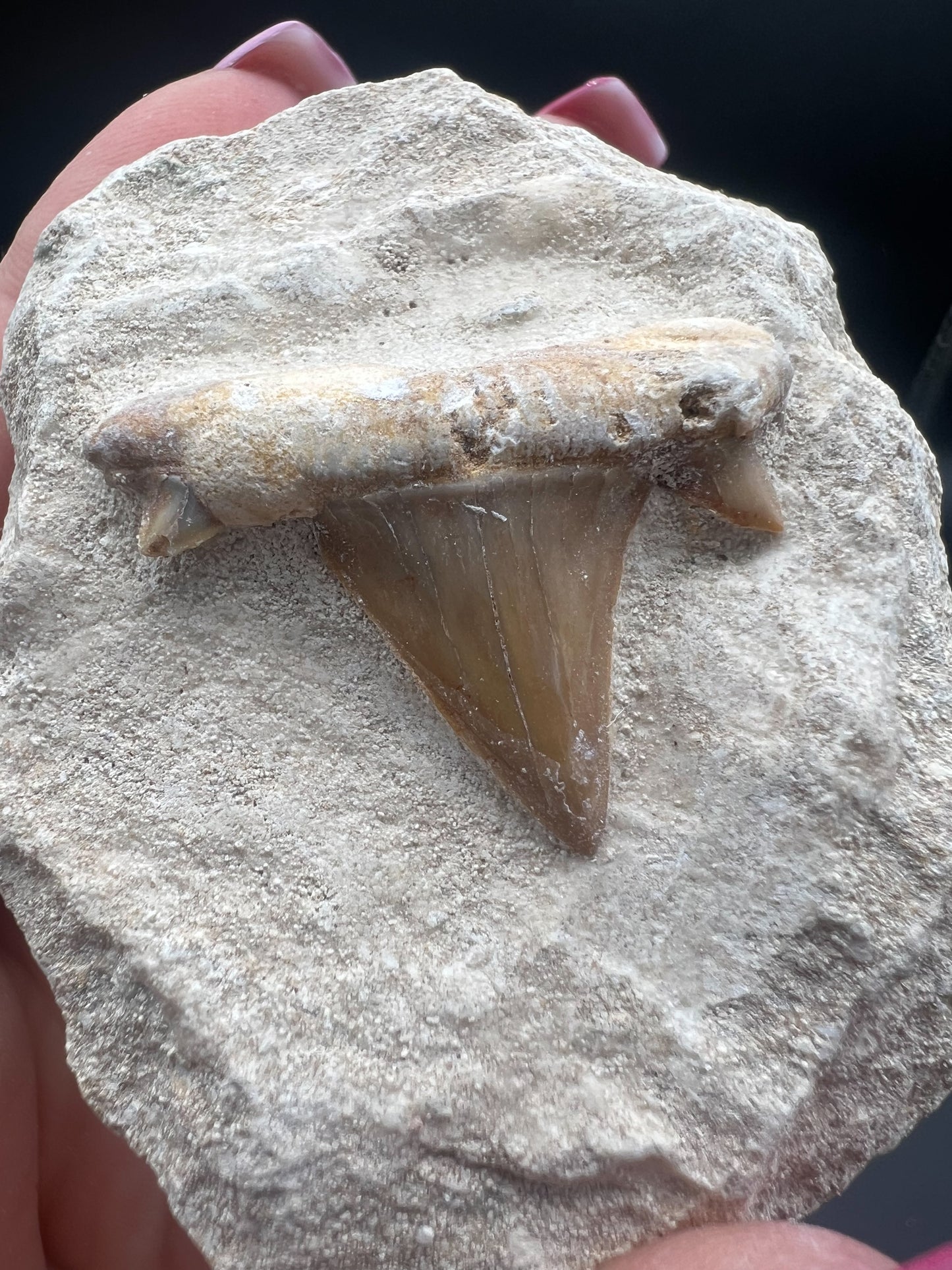 Haifischzahn auf Sandstein, Fossil, Haizahn