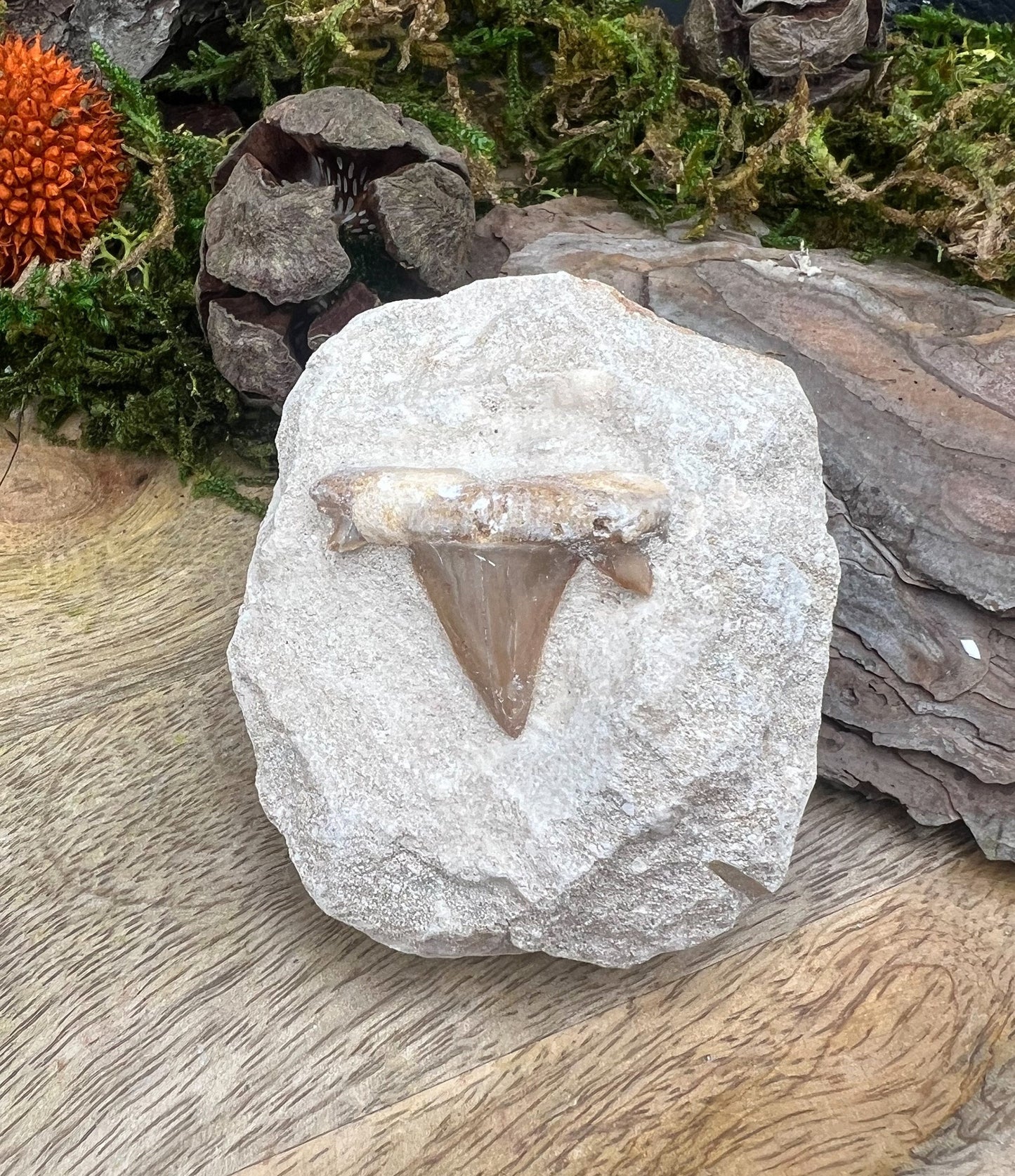 Haifischzahn auf Sandstein, Fossil, Haizahn