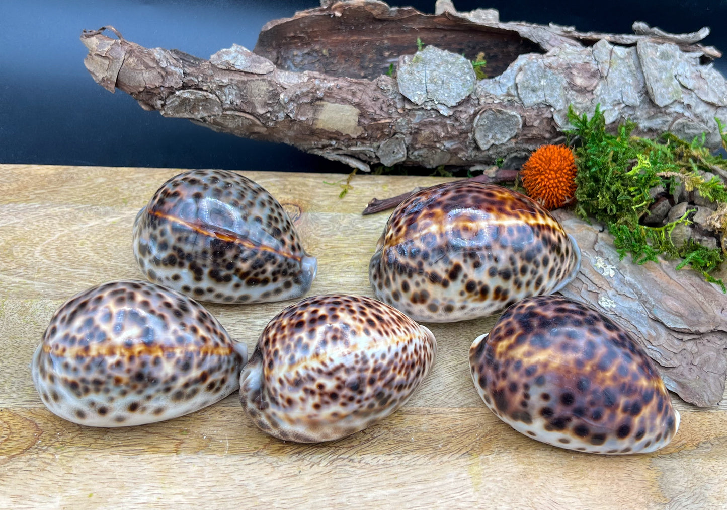 Cypraea Tigris, Tigermuschel, Kauri