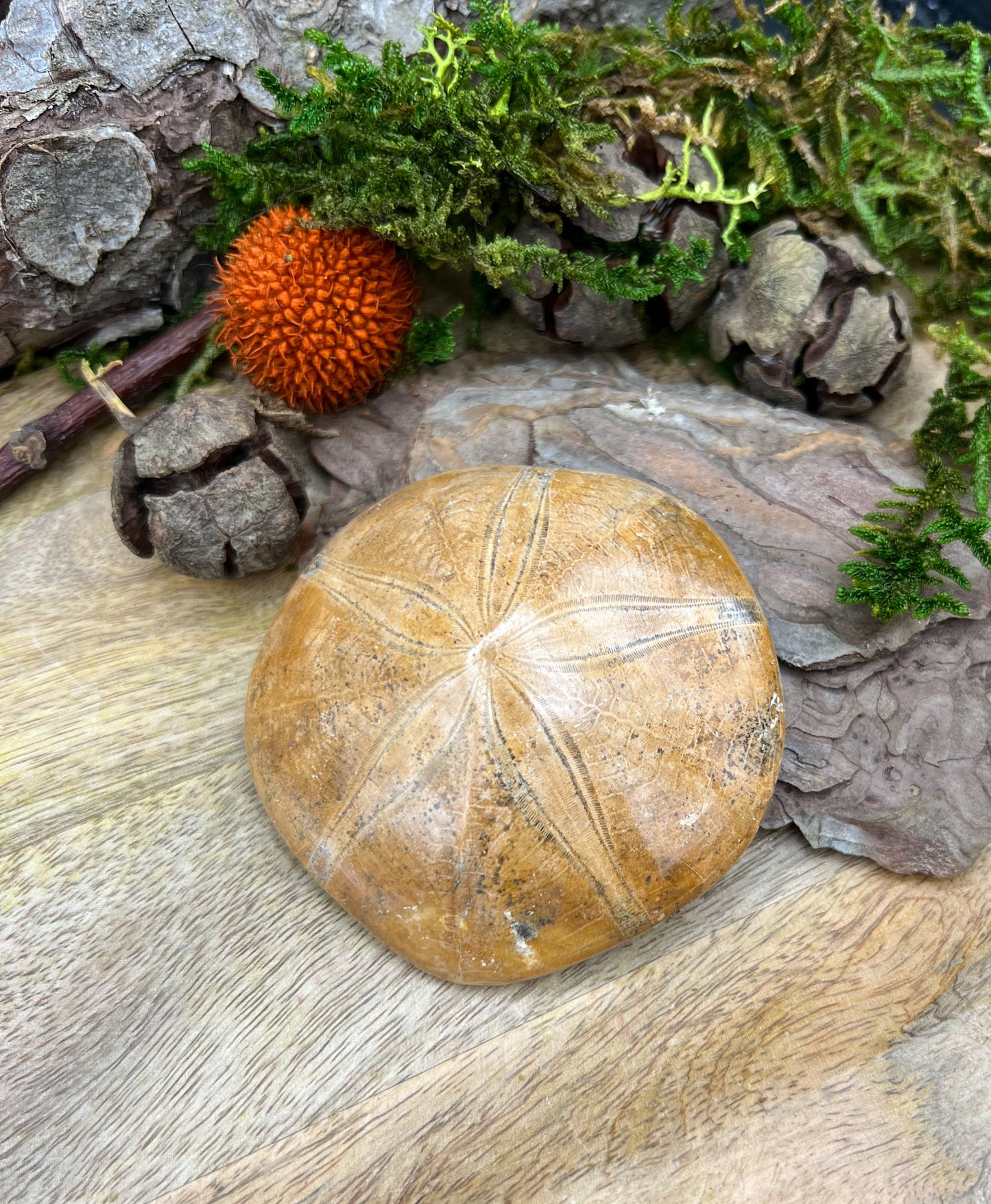 Sanddollar Fossil | Versteinerter Seeigel | Spiritueller Talisman