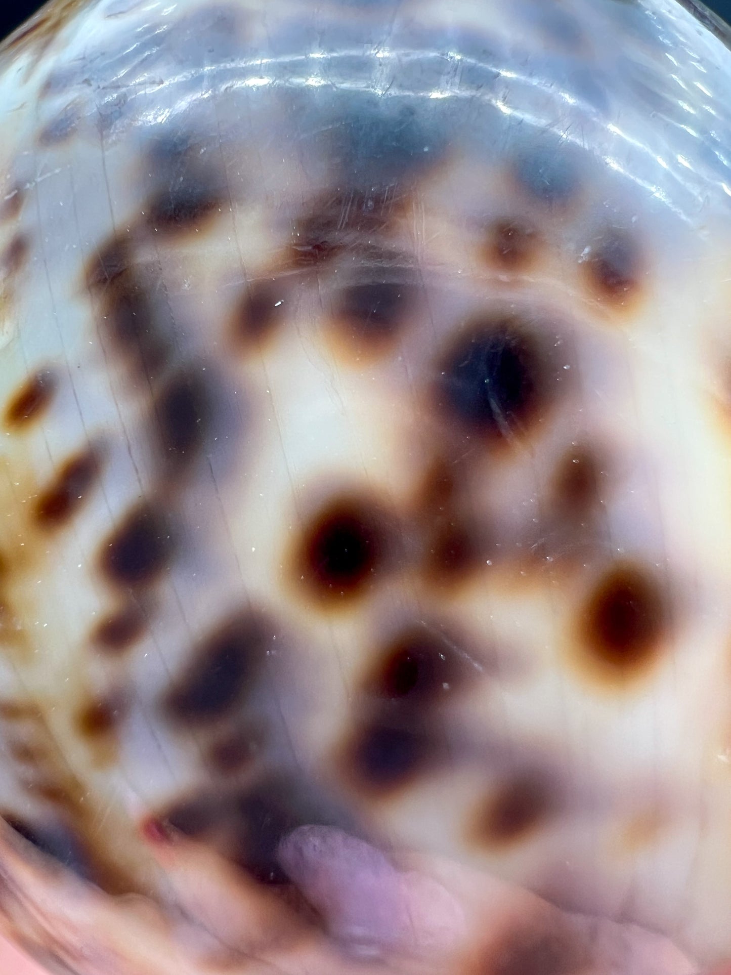 Cypraea Tigris, Tigermuschel, Kauri