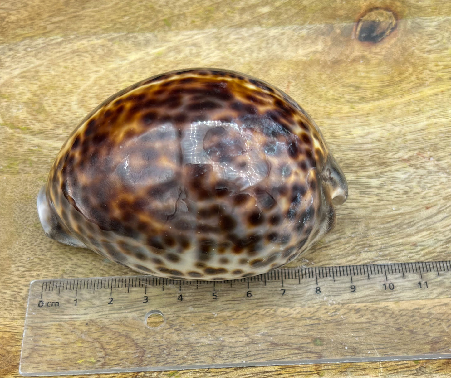 Cypraea Tigris, Tigermuschel, Kauri