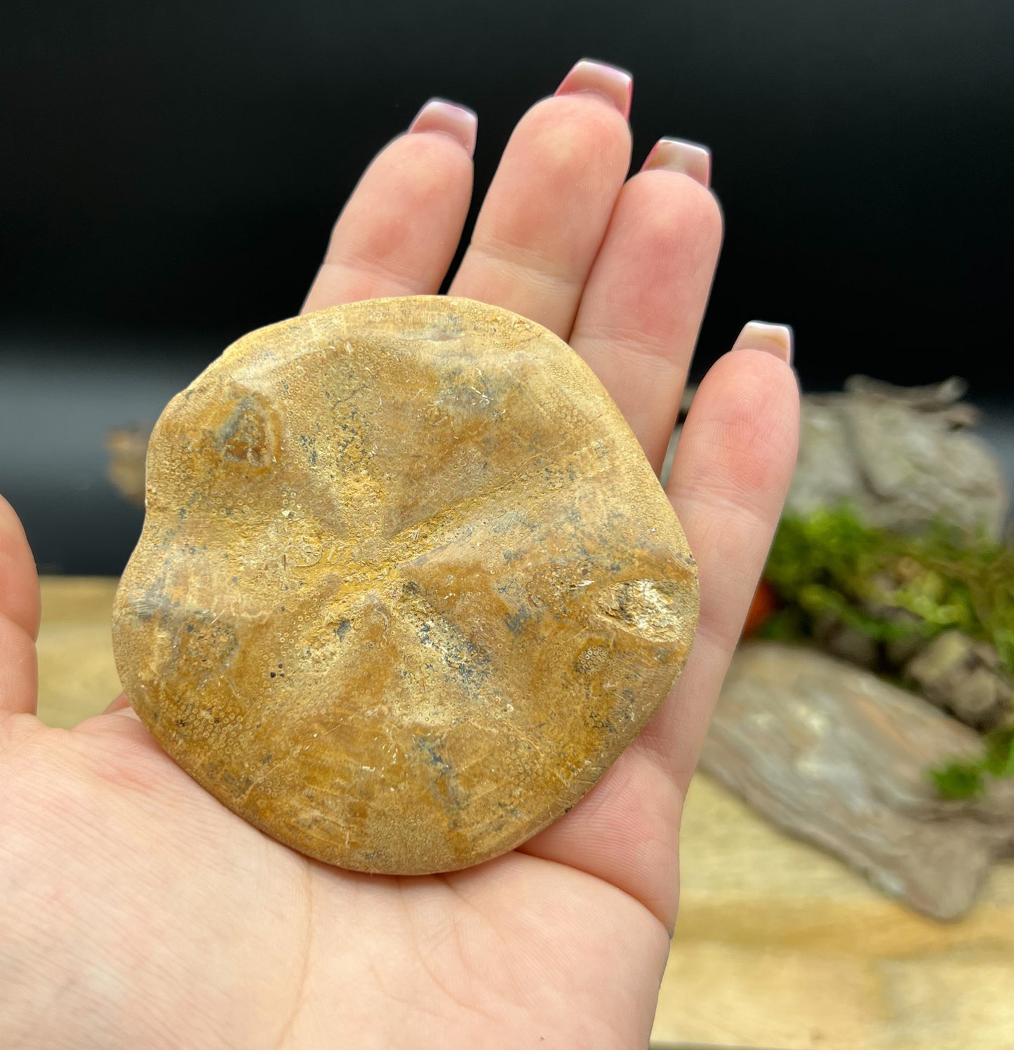 Sanddollar Fossil | Versteinerter Seeigel | Spiritueller Talisman