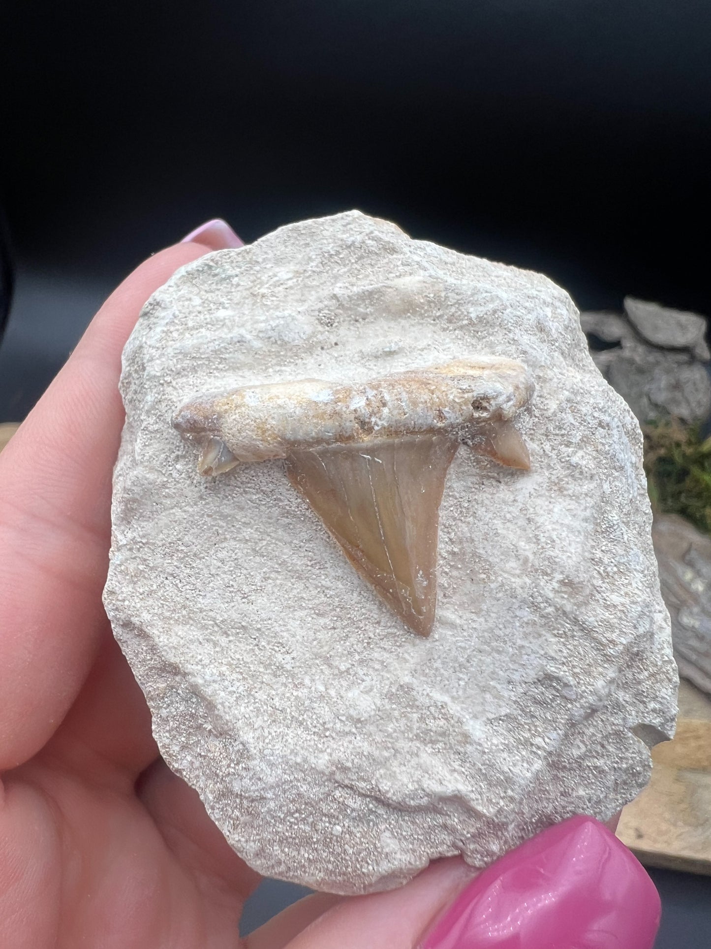 Haifischzahn auf Sandstein, Fossil, Haizahn