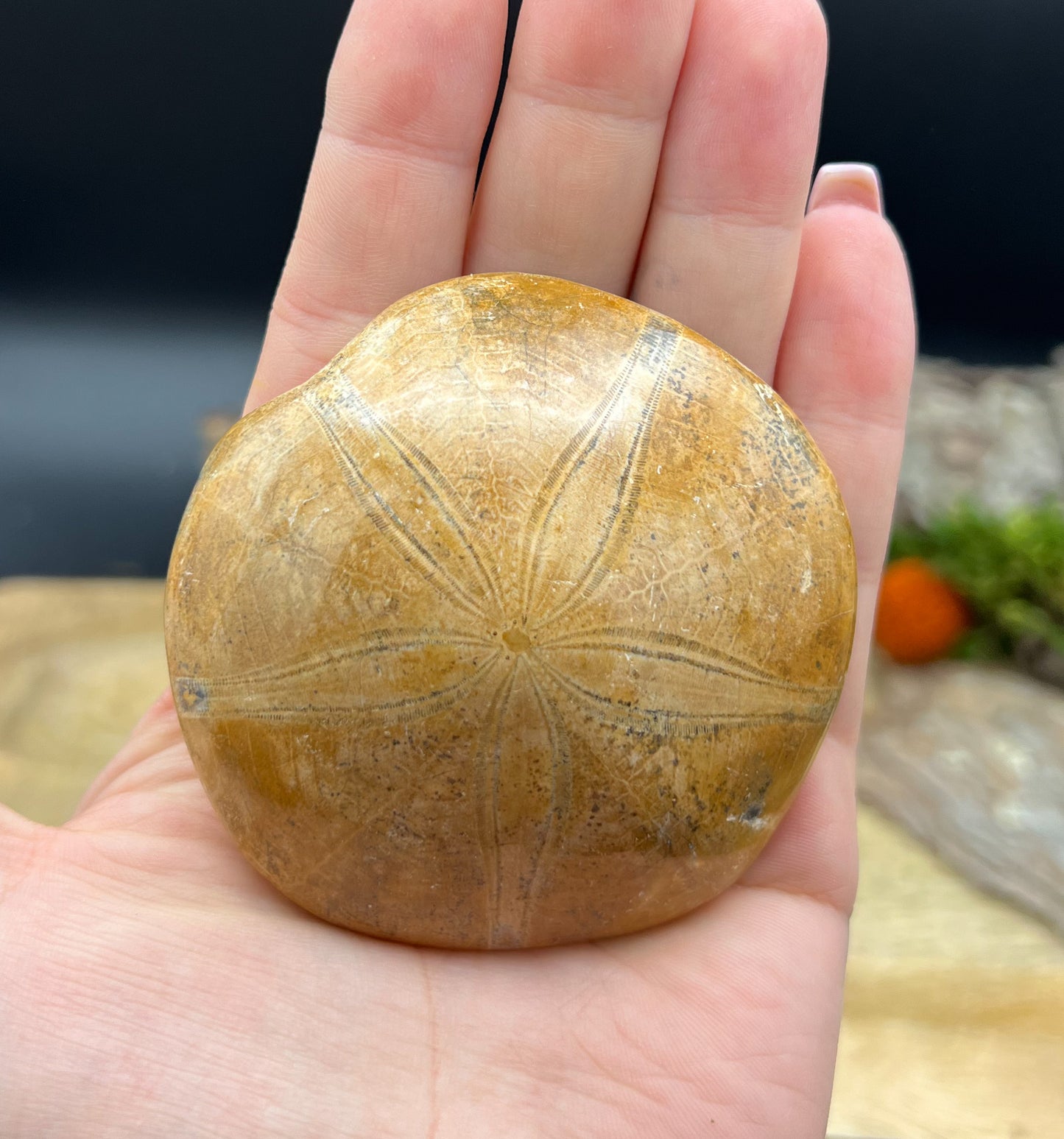 Sanddollar Fossil | Versteinerter Seeigel | Spiritueller Talisman