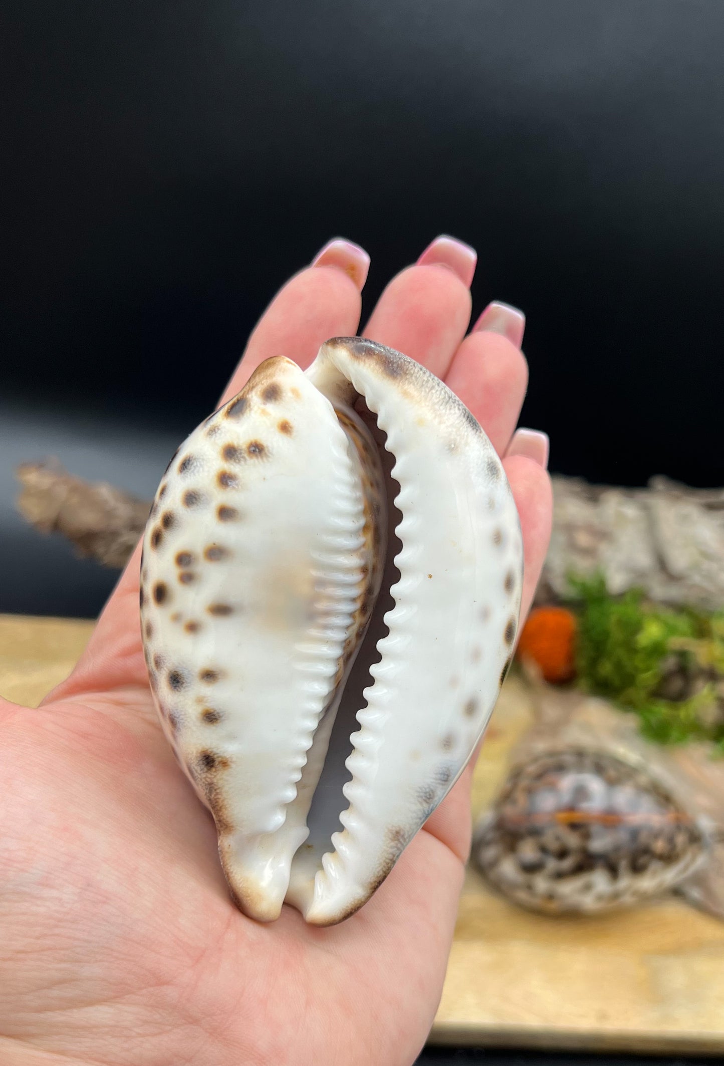 Cypraea Tigris, Tigermuschel, Kauri