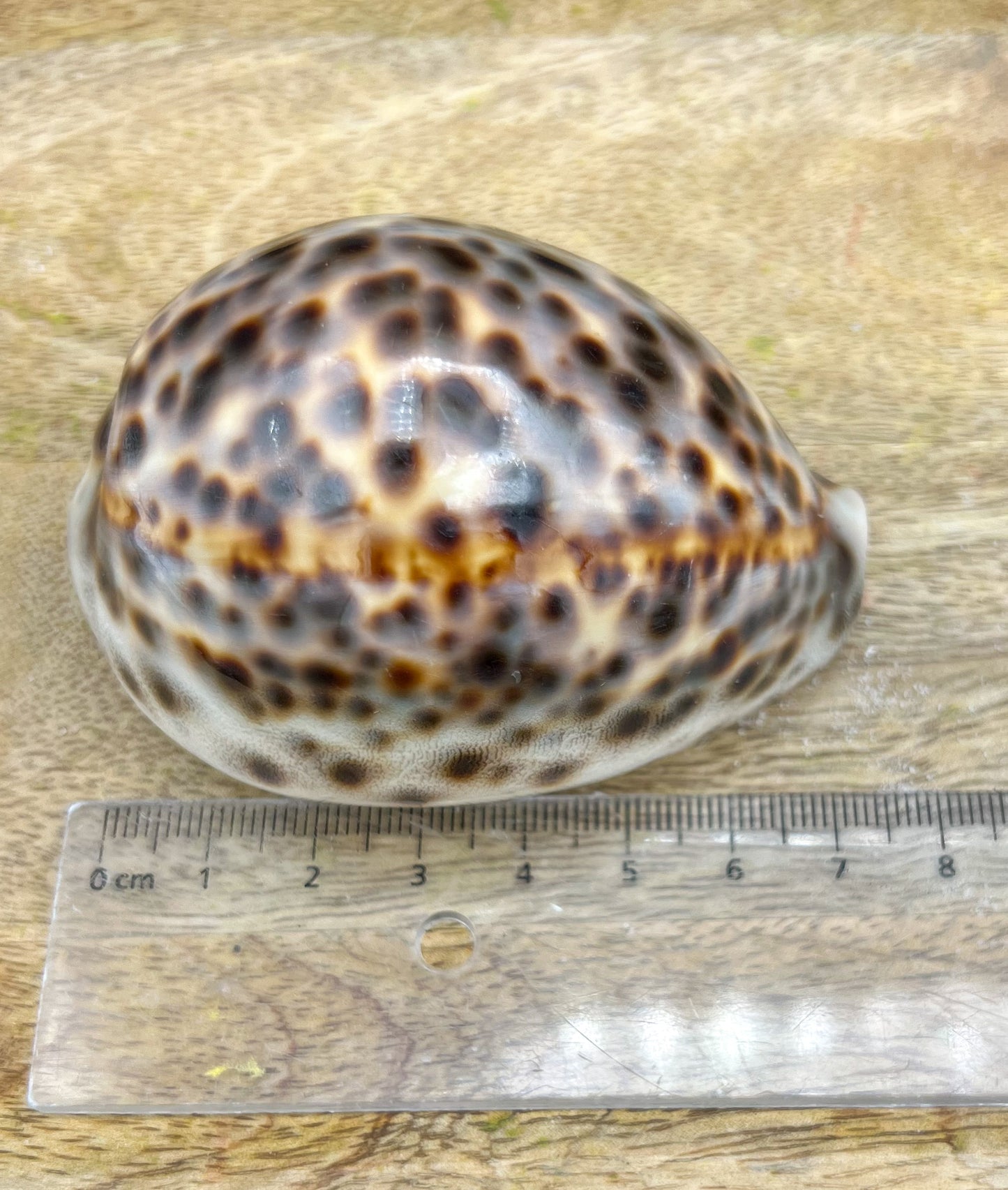 Cypraea Tigris, Tigermuschel, Kauri